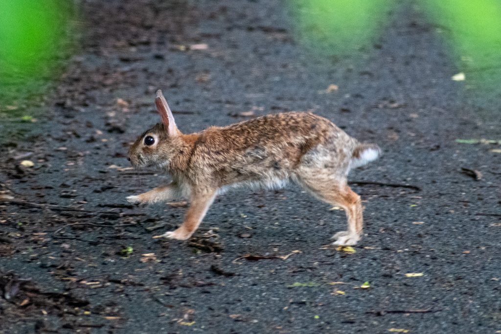 Rabbit, Prospect Park
