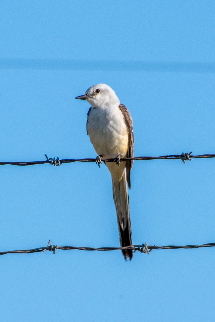 Scissor-tailed flycatcher, Trinity Trails, Fort Worth, Texas