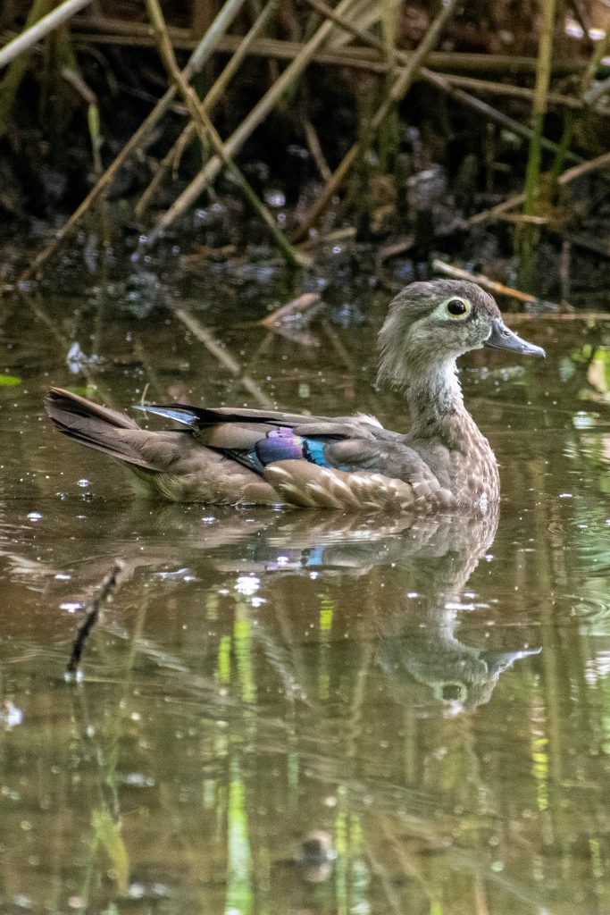 Wood duck (young female), Prospect Park