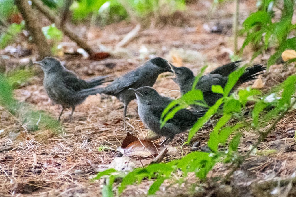 Catbird feeding three fledglings, Prospect Park