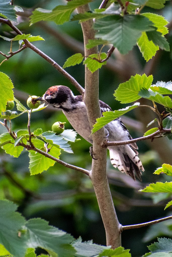 Downy woodpecker (juvenile), Prospect Park