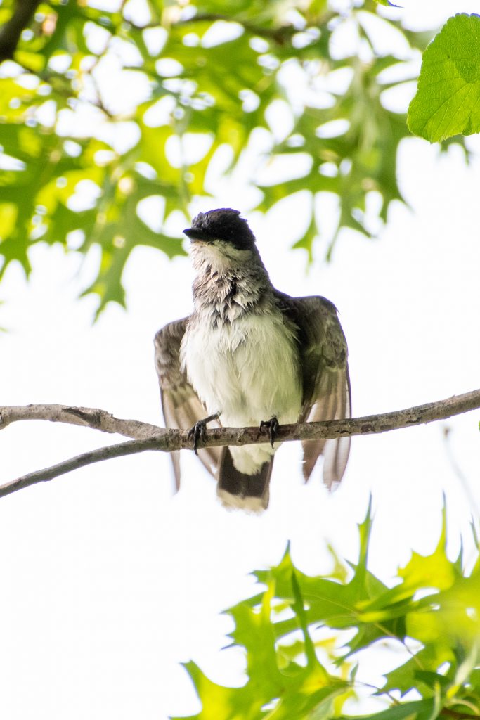 Eastern kingbird (parent), Prospect Park
