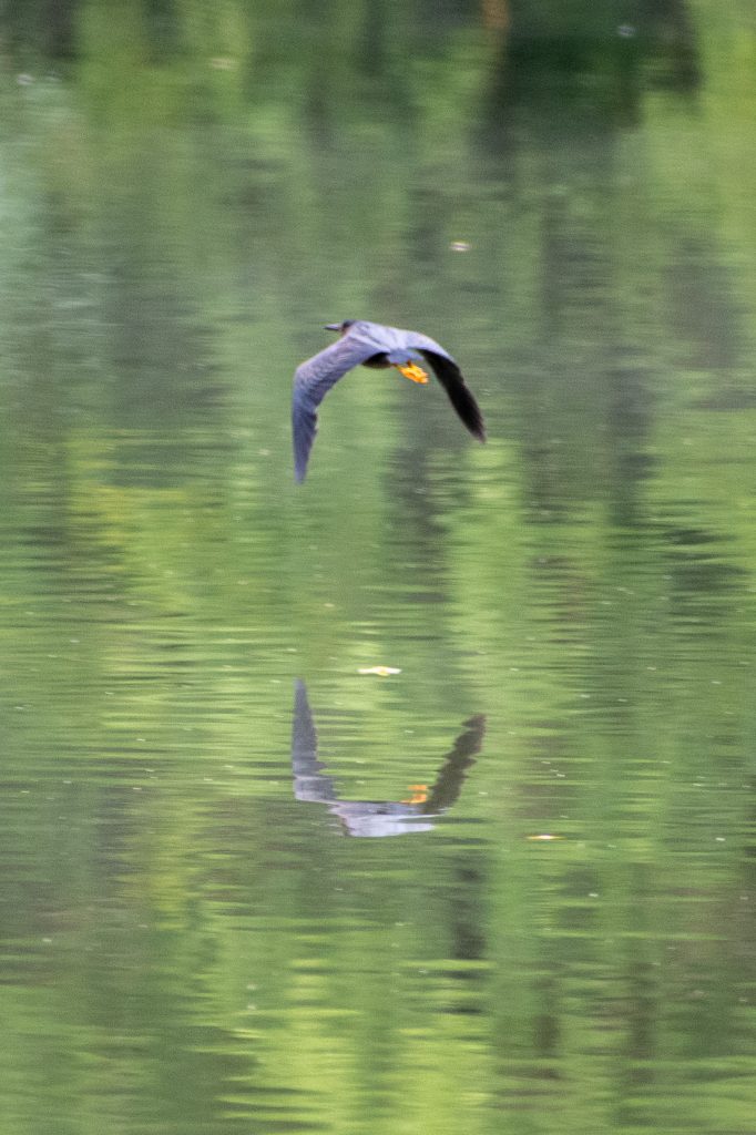 Green heron, Prospect Park