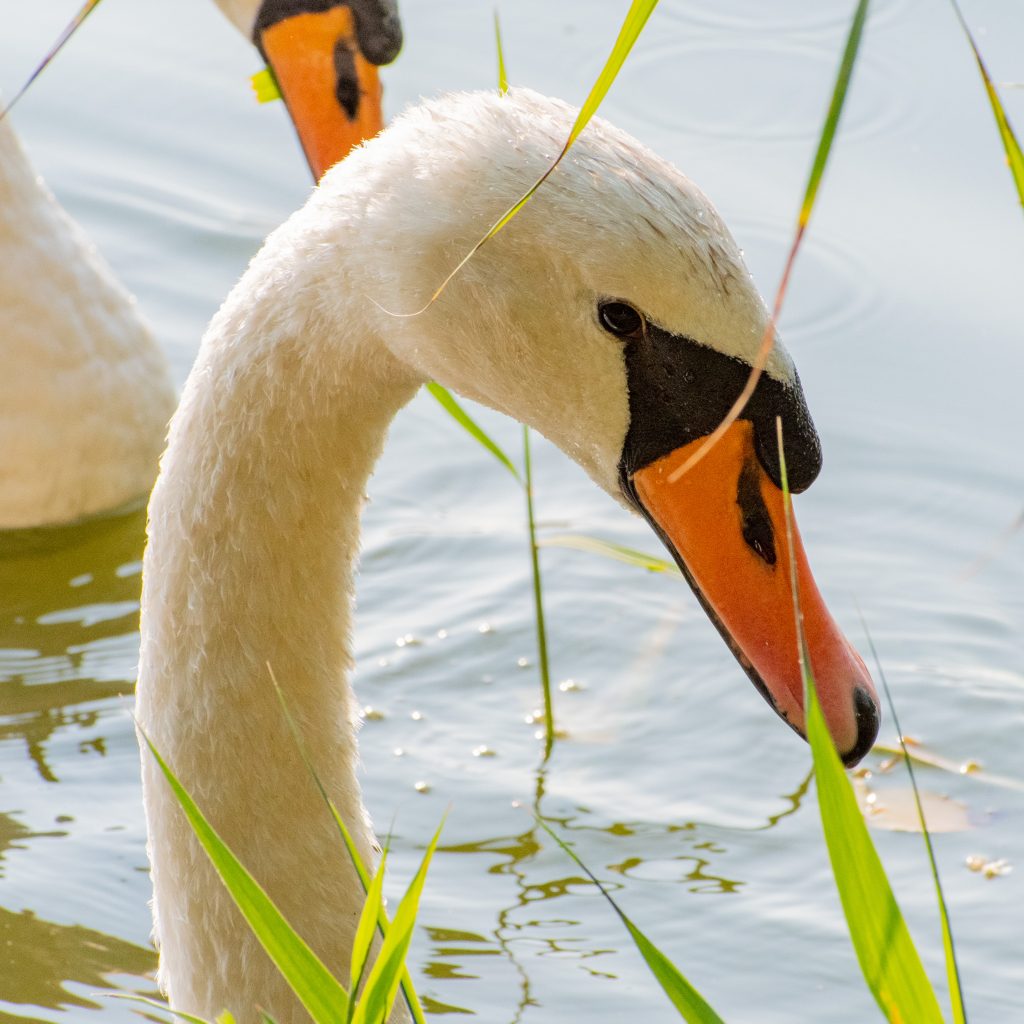 Mute swans, Prospect Park