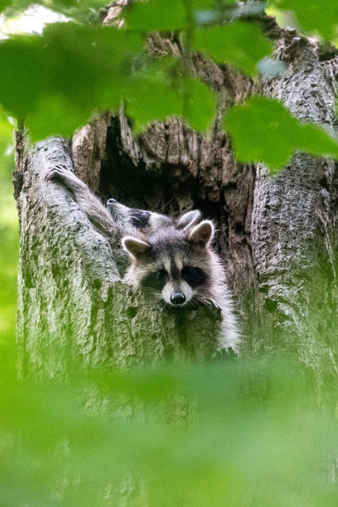 Raccoons, Prospect Park