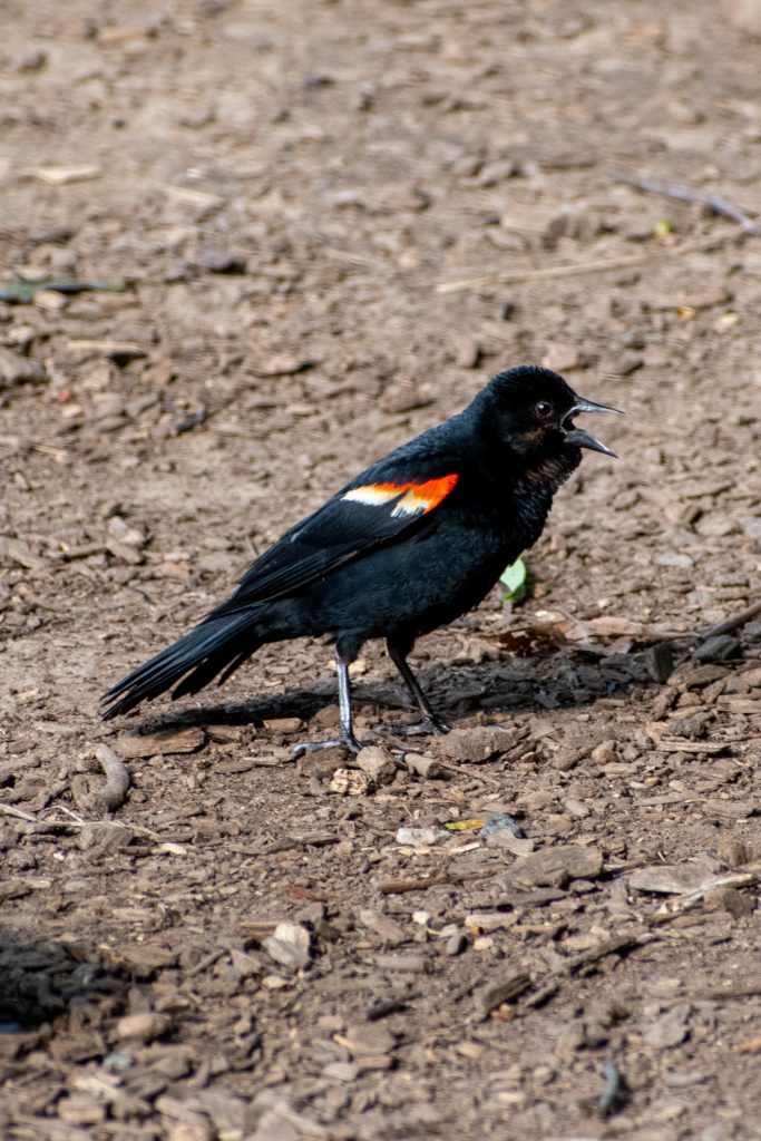 Red-winged blackbird, Prospect Park