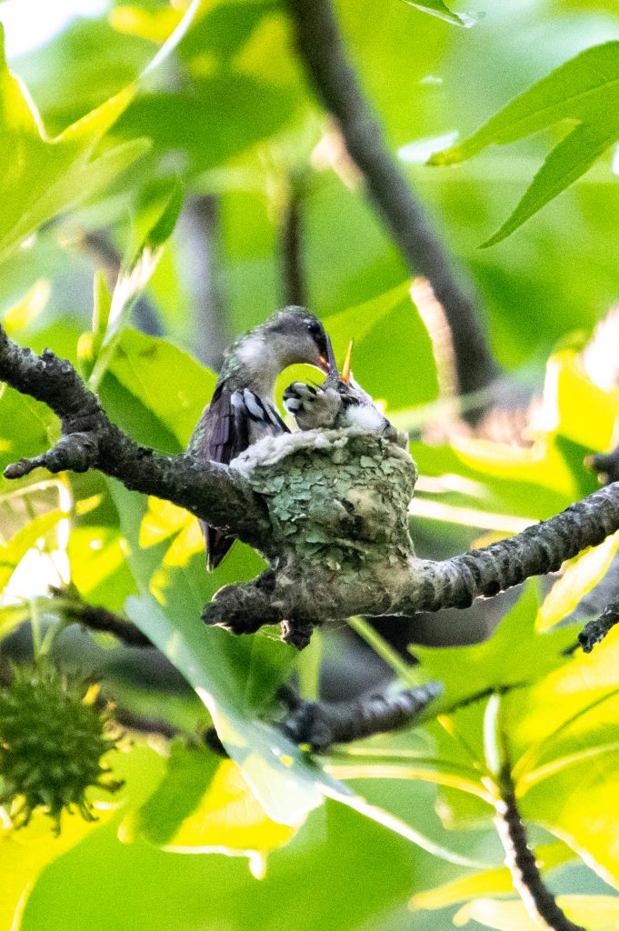 Ruby-throated hummingbird and nestlings, Prospect Park