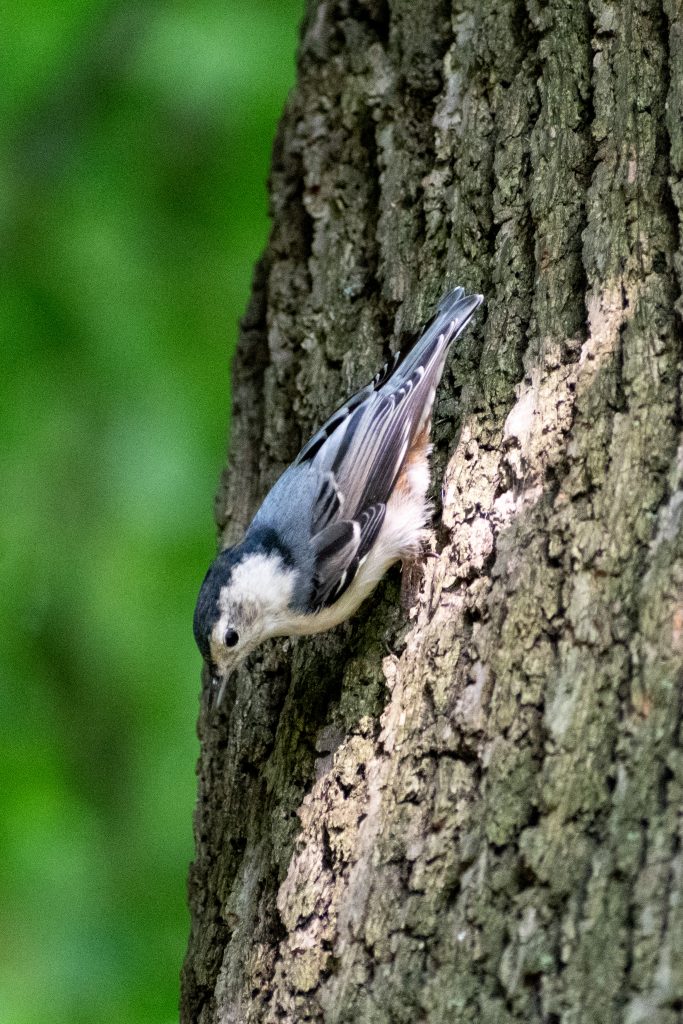 White-breasted nuthatch, Prospect Park