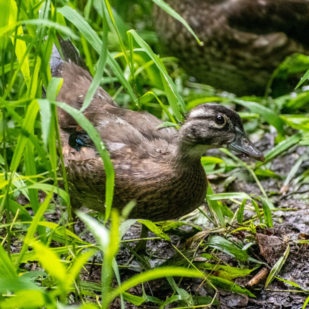 Wood duck, Prospect Park