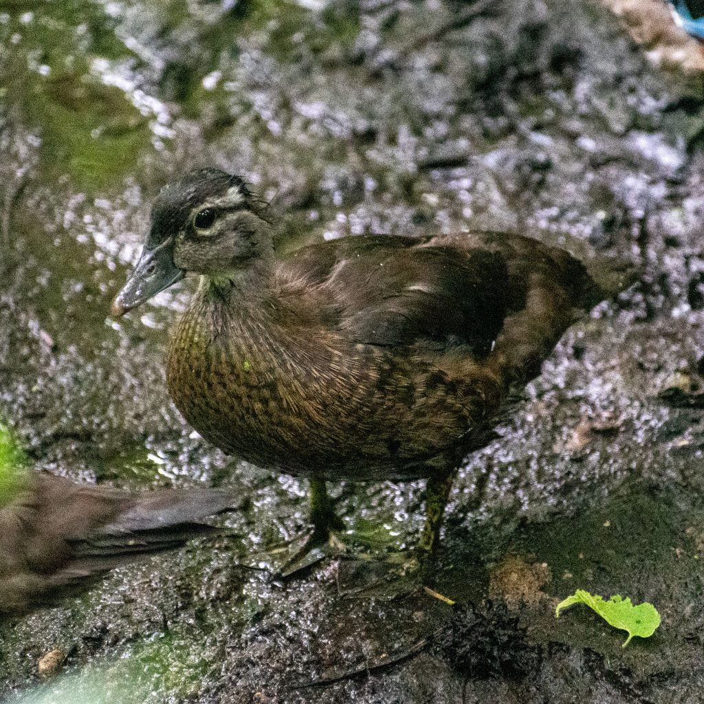 Wood duck, Prospect Park