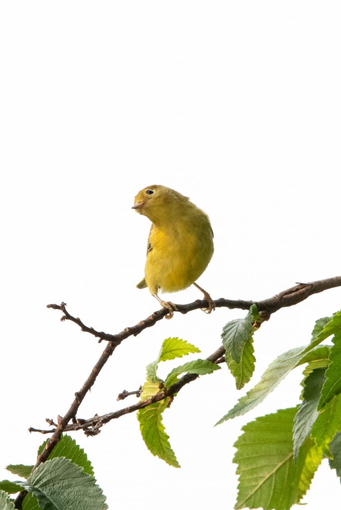 Yellow warbler, Prospect Park