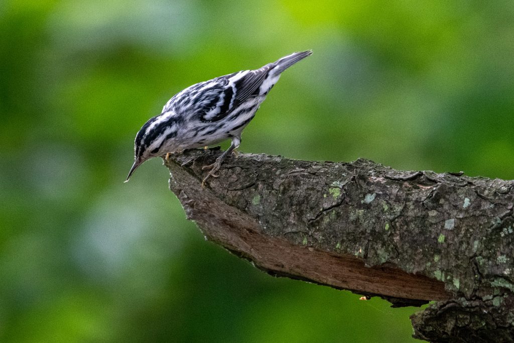 Black-and-white warbler, Prospect Park