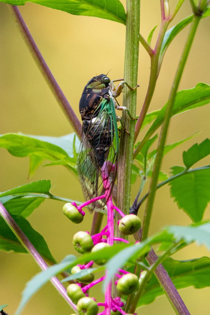 Cicada on pokeberry, Prospect Park