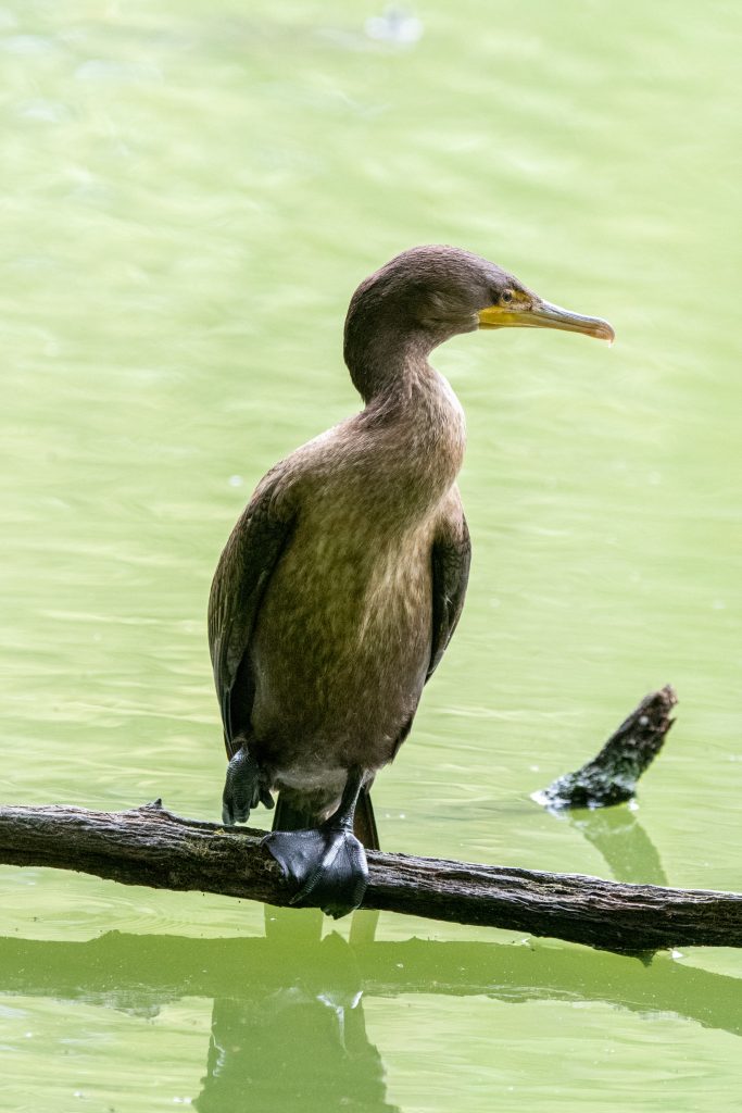 Double-crested cormorant, Prospect Park