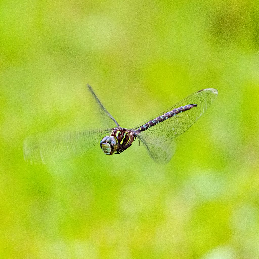 Dragonfly, Halcottsville, NY