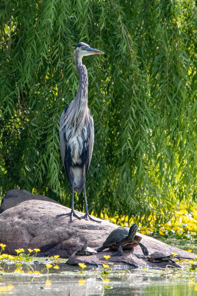Great blue heron, Prospect Park