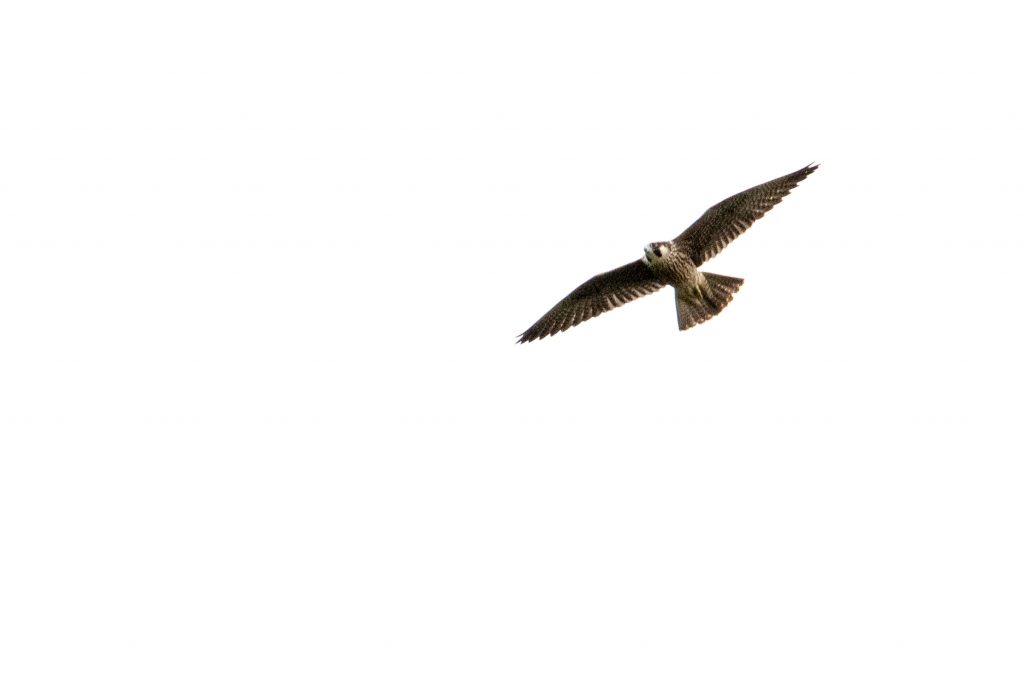 Peregrine falcon, Prospect Park