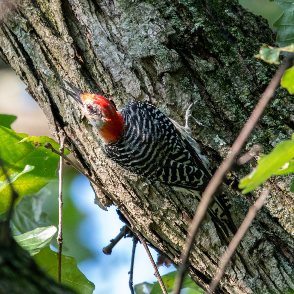 Red-bellied woodpecker (adult male), Prospect Park