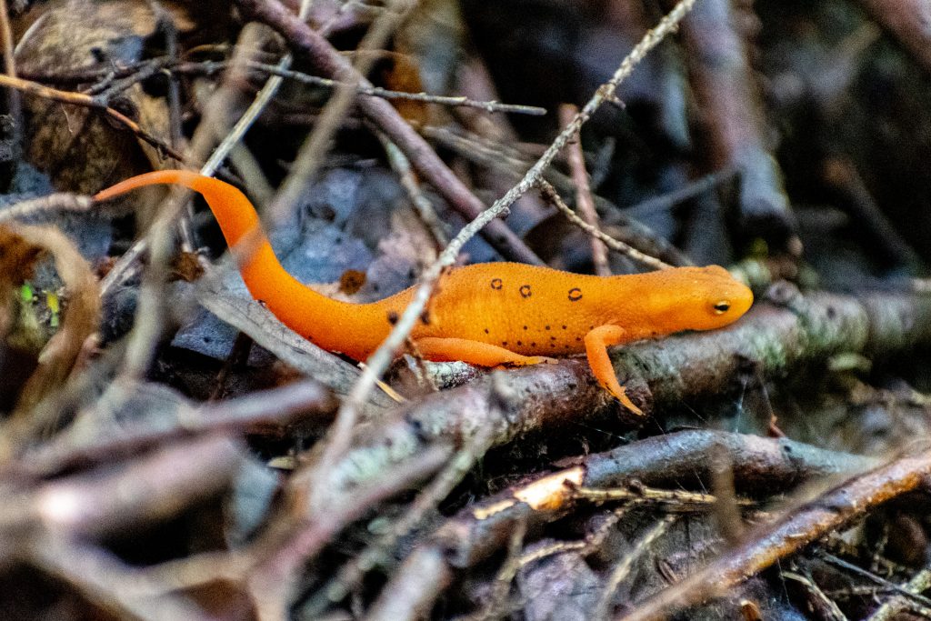 Red eft stage of the Eastern salamander, Andes Rail Trail