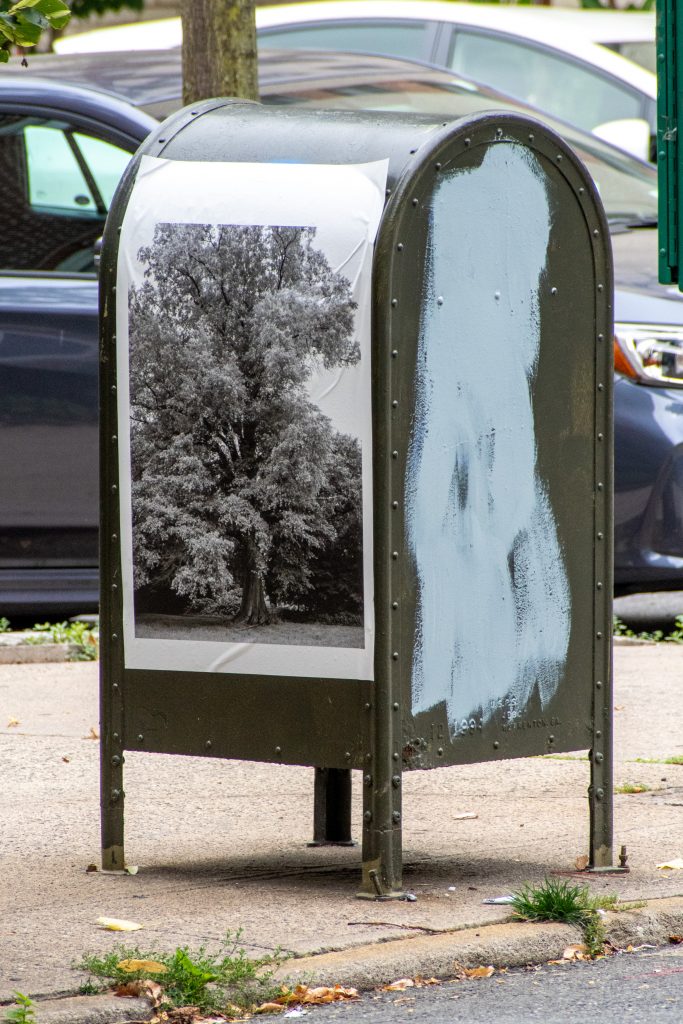 Wheatpasted poster of the Peninsula's Willow Oak, Windsor Terrace
