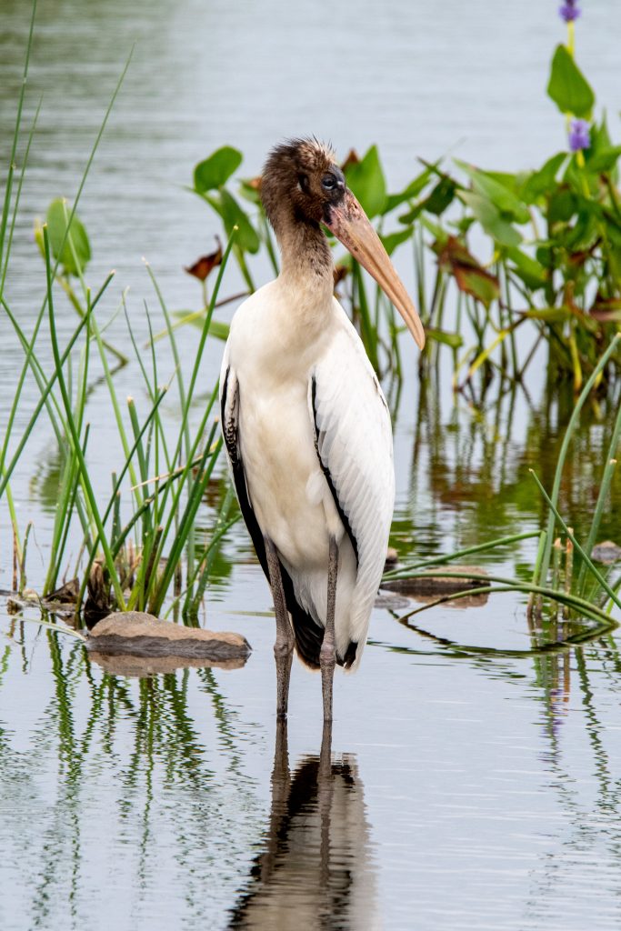 Wood stork (juvenile), Matrtix Global Logistics Park, Staten Island