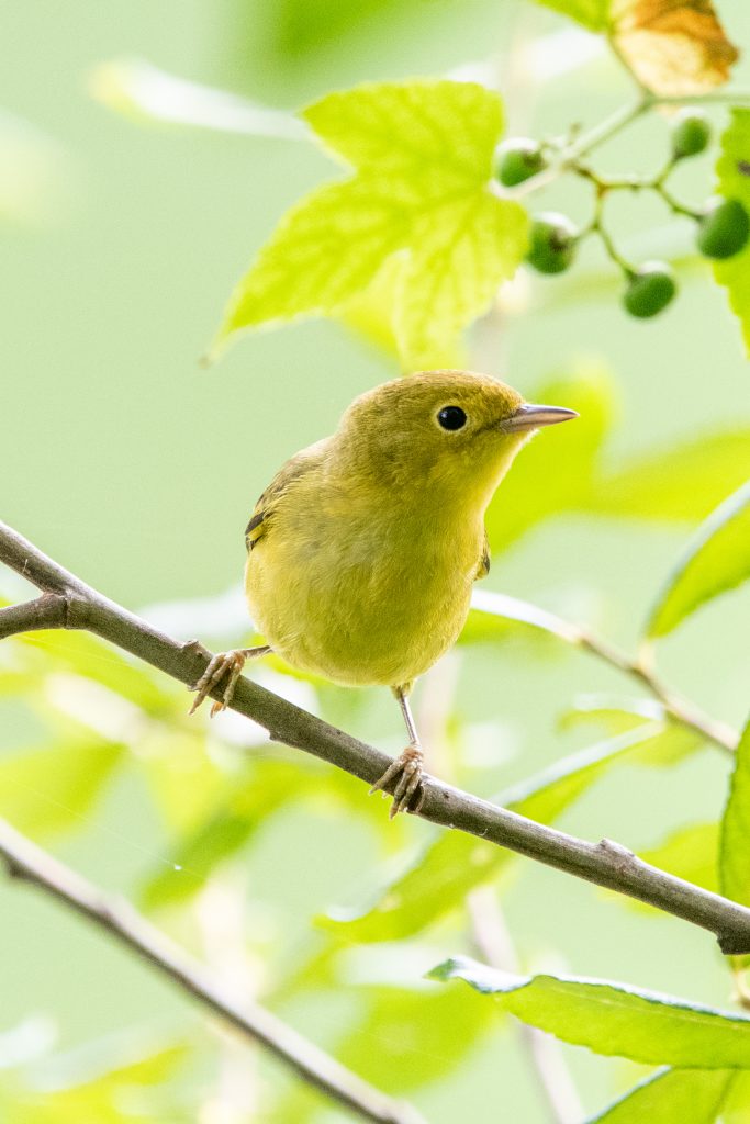 Yellow warbler, Prospect Park