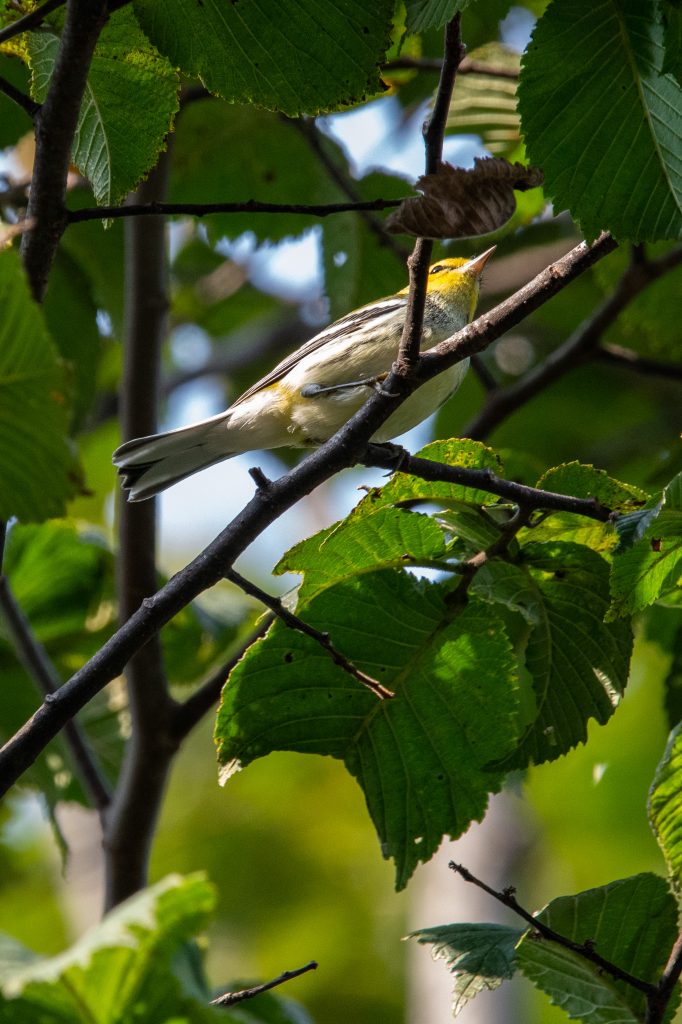 Black-throated green warbler, Prospect Park