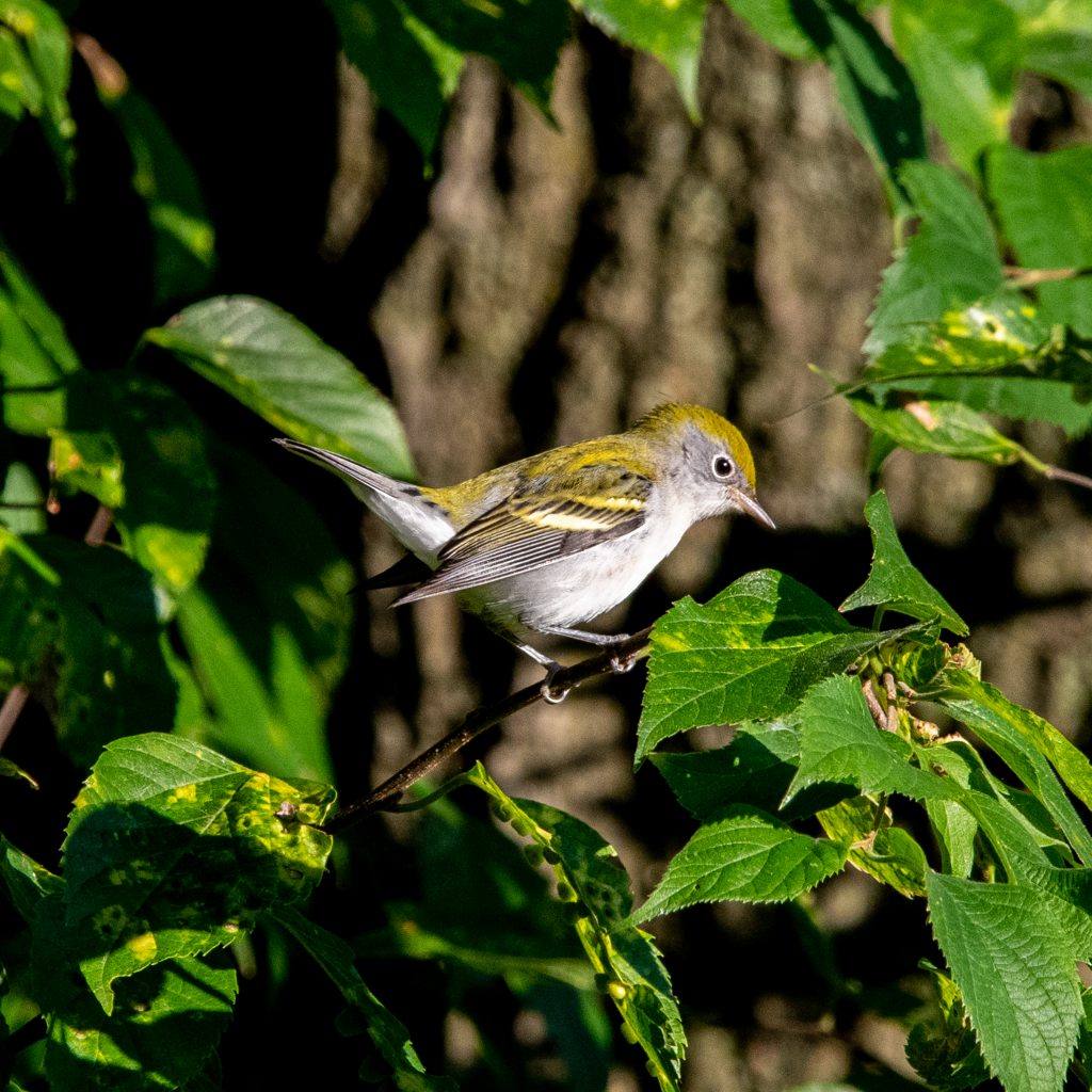 Chestnut-sided warbler, Prospect Park