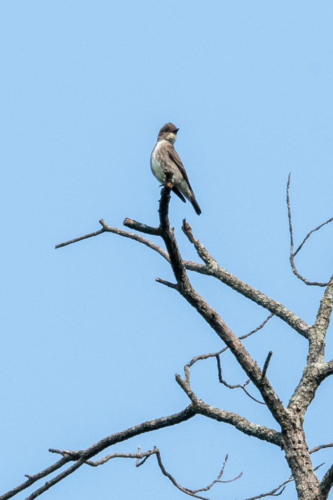 Olive-sided flycatcher, Prospect Park