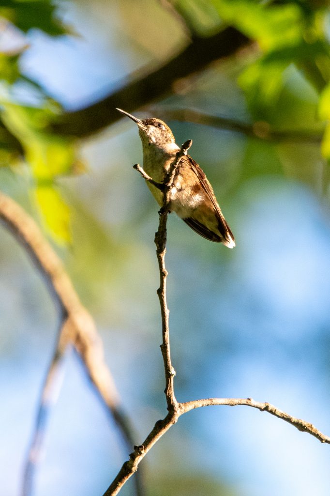 Ruby-throated hummingbird, Prospect Park