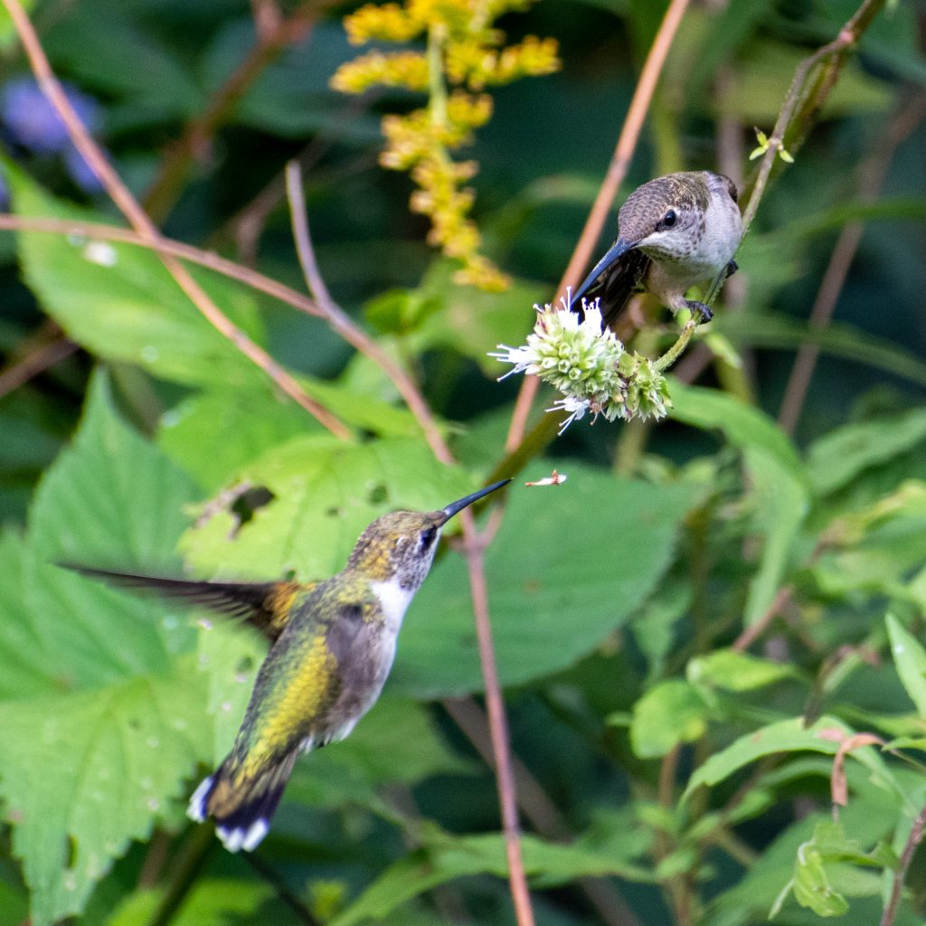 Ruby-throated hummingbirds, Jarvis Bird Sanctuary, Chicago