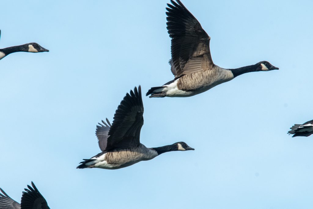 Canada geese, Greenwood Cemetery