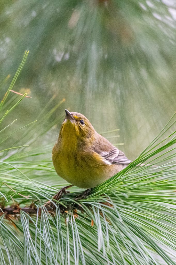 Pine warbler, Prospect Park