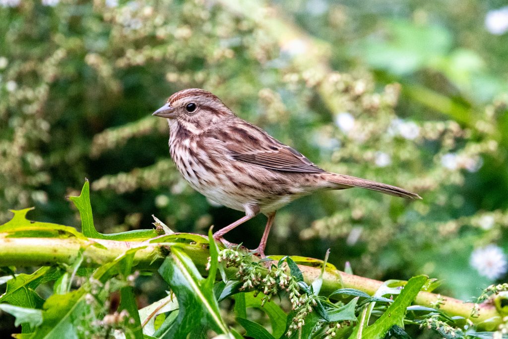 Song sparrow, Prospect Park